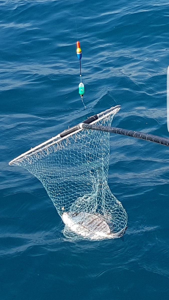 Nella pesca utilizzando la tecnica detta bolognese è fondamentale l'uso del retino, poiché il rischio di perdere il pesce al momento dell'imbarco è alto, poiché si usano lenze sottili