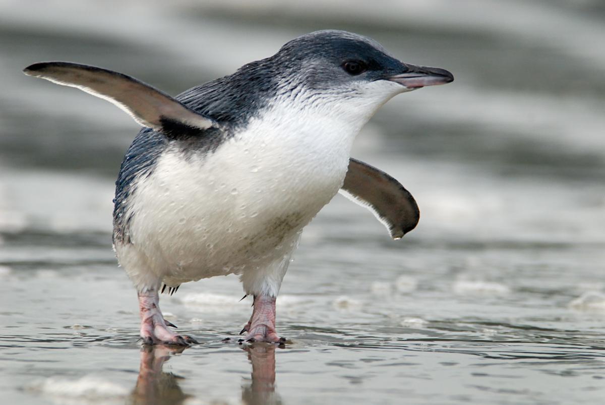Il pinguino più piccolo al mondo è blu e si trova in Nuova Zelanda