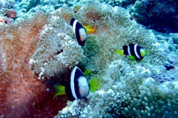 diving center - pesci pagliaccio alle Maldive