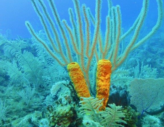 Cayo Largo tartarughe - coralli