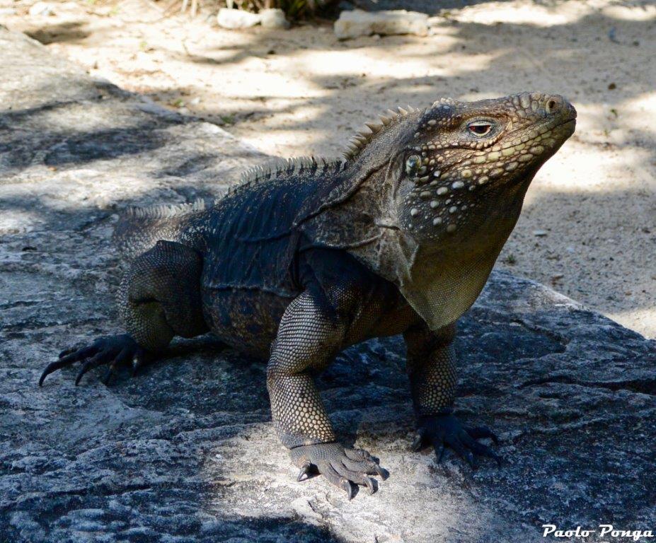 Cayo Largo tartarughe - iguana