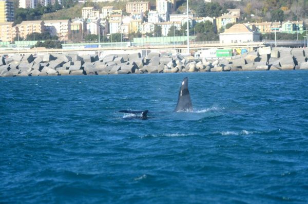Le orche continuano a restare nel porto di Voltri