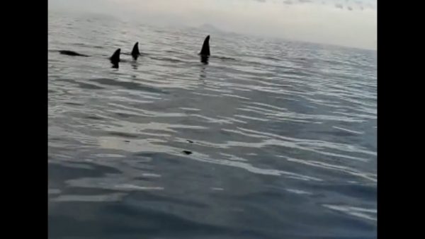 Le orche nello Stretto di Messina