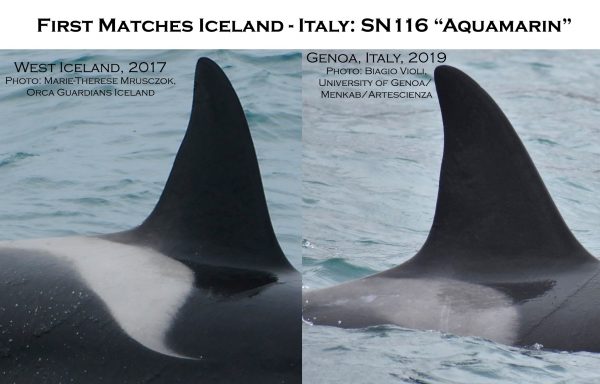 Il confronto fotografico di Orca Gaurdians Iceland