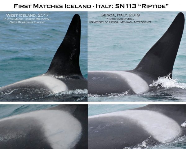 Il confronto fotografico di Orca Gaurdians Iceland