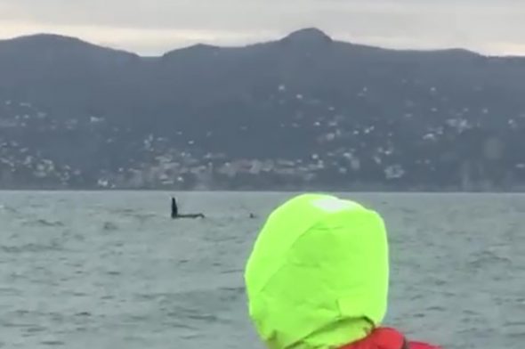 Le orche nei pressi di Portofino