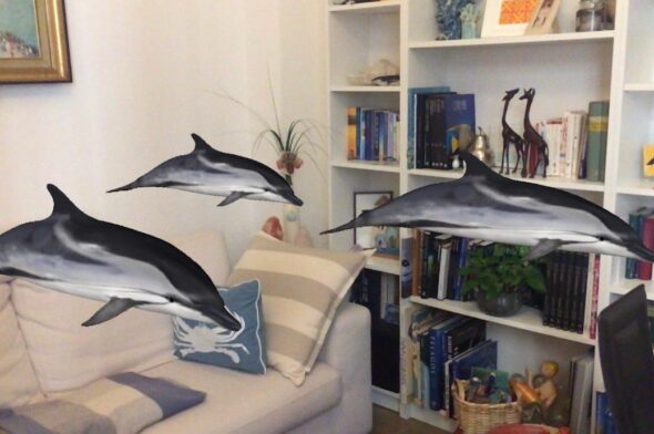 I delfini (virtuali) in salotto con l'app di Digital Whales