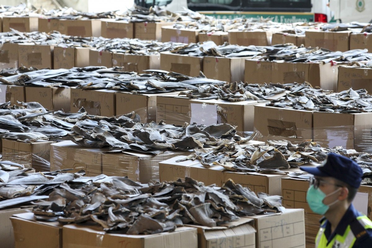 Hong Kong pinne di squali - photo nora tam