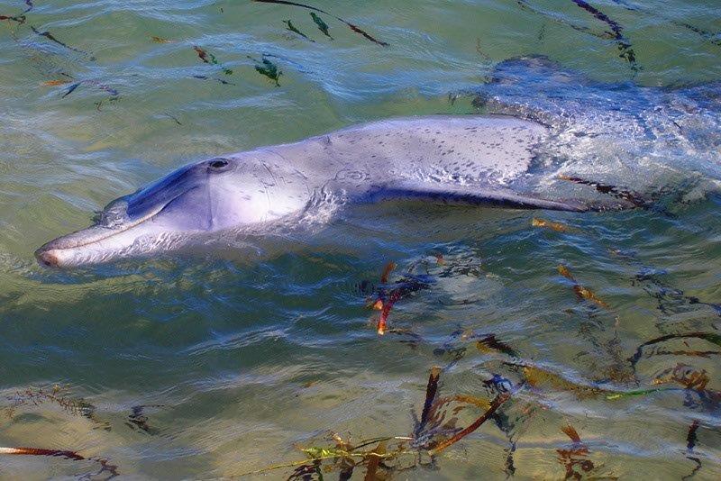 delfini, Tursiops aduncus - A143,_Shark_Bay_Marine_Park,_Western_Australia,_dolphin,_2007 wikipedia
