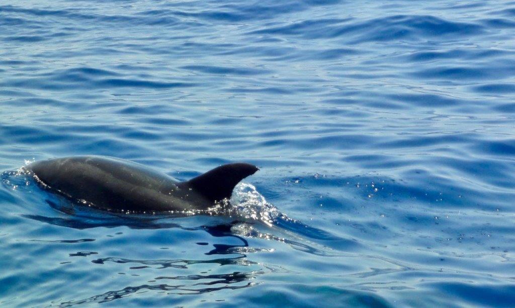 delfini, Tursiops aduncus - foto paolo ponga (2)
