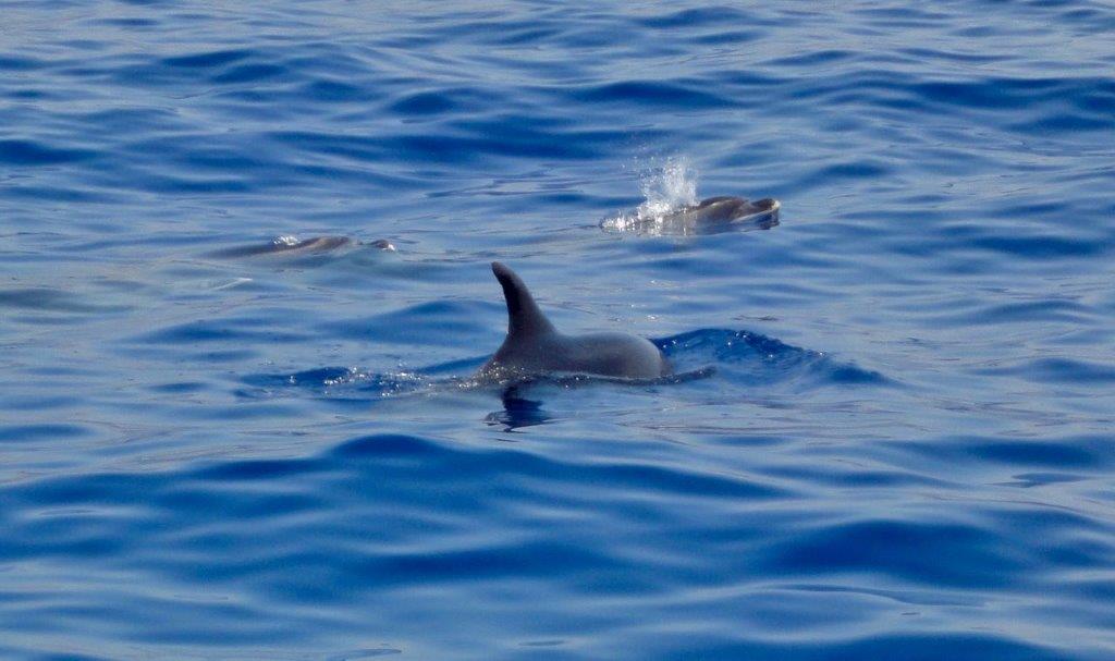 delfini, Tursiops aduncus - foto paolo ponga (3)