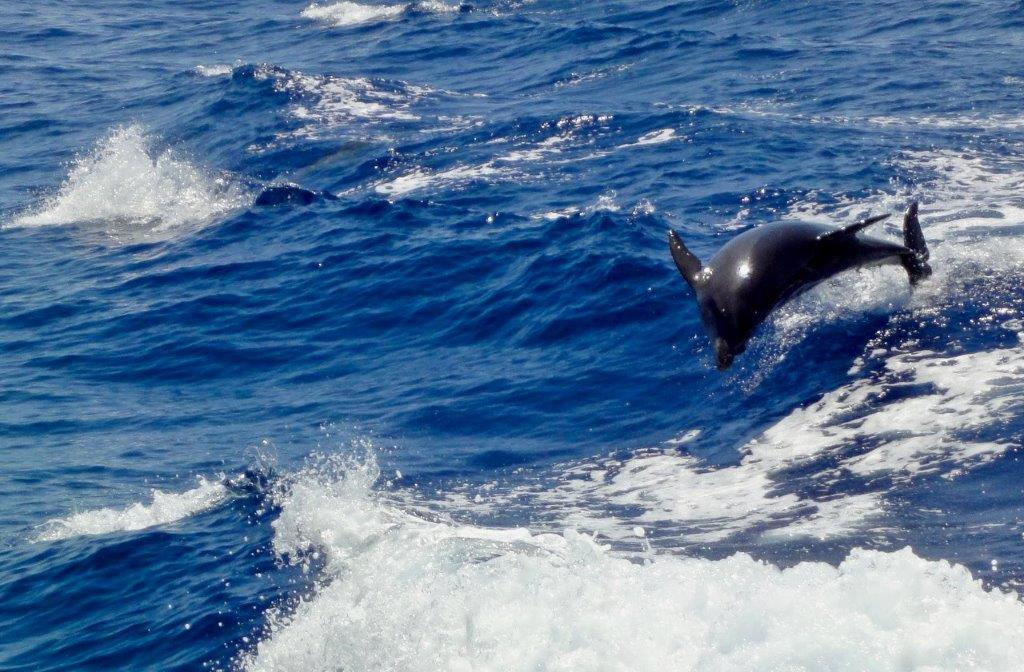 delfini, Tursiops aduncus - foto paolo ponga (4)