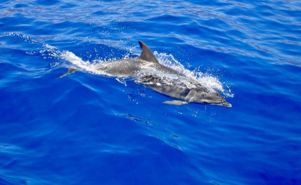 delfini, Tursiops aduncus - foto paolo ponga