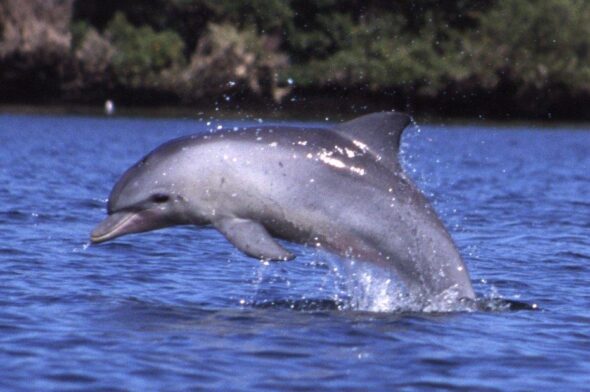 delfini - Tursiops_aduncus,_Port_River,_Adelaide,_Australia_-_2003 wikipedia
